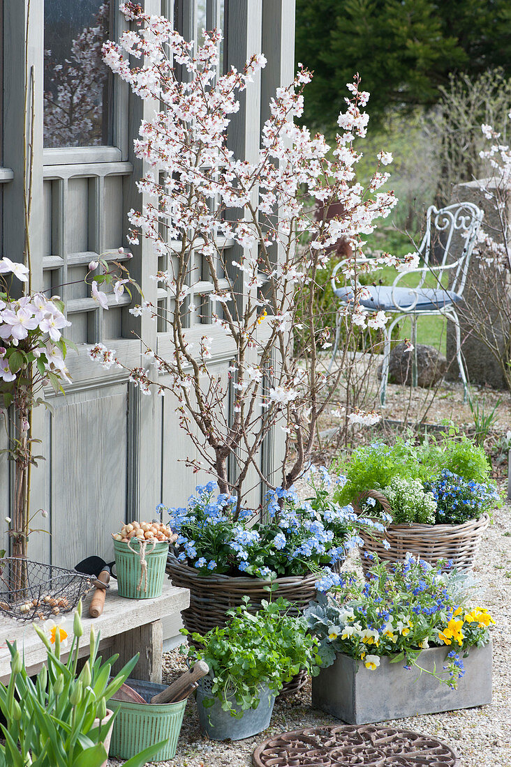 Spring terrace with ornamental cherry, forget-me-not, violet, stone seeds and herbs on the garden shed