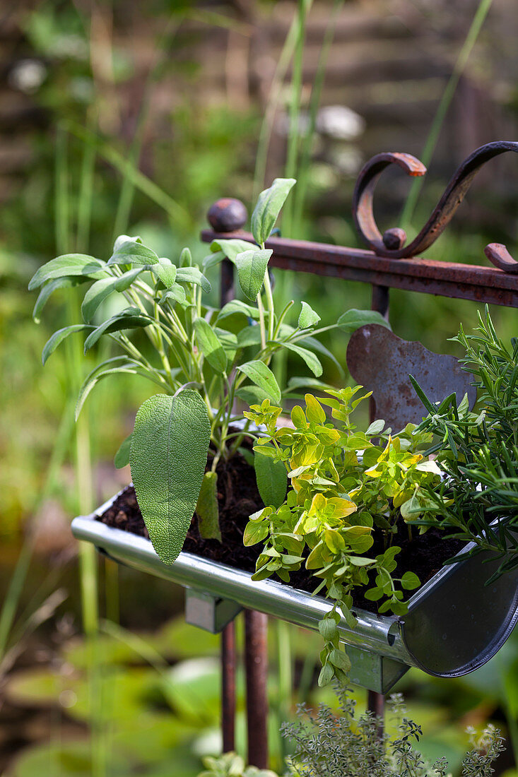 Sage and oregano in gutter