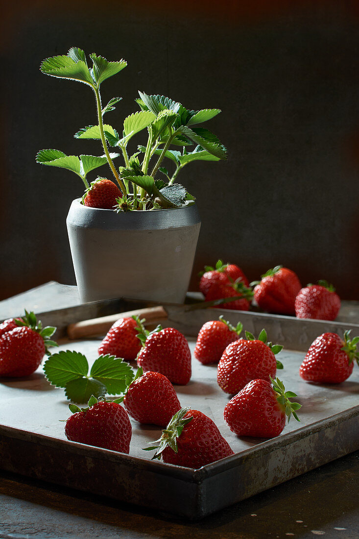 Fresh strawberries on a metal tray in front of a strawberry plant