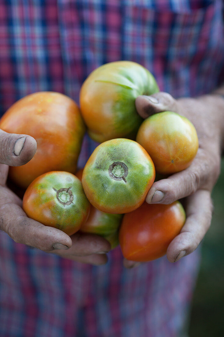 Hände halten frische Tomaten