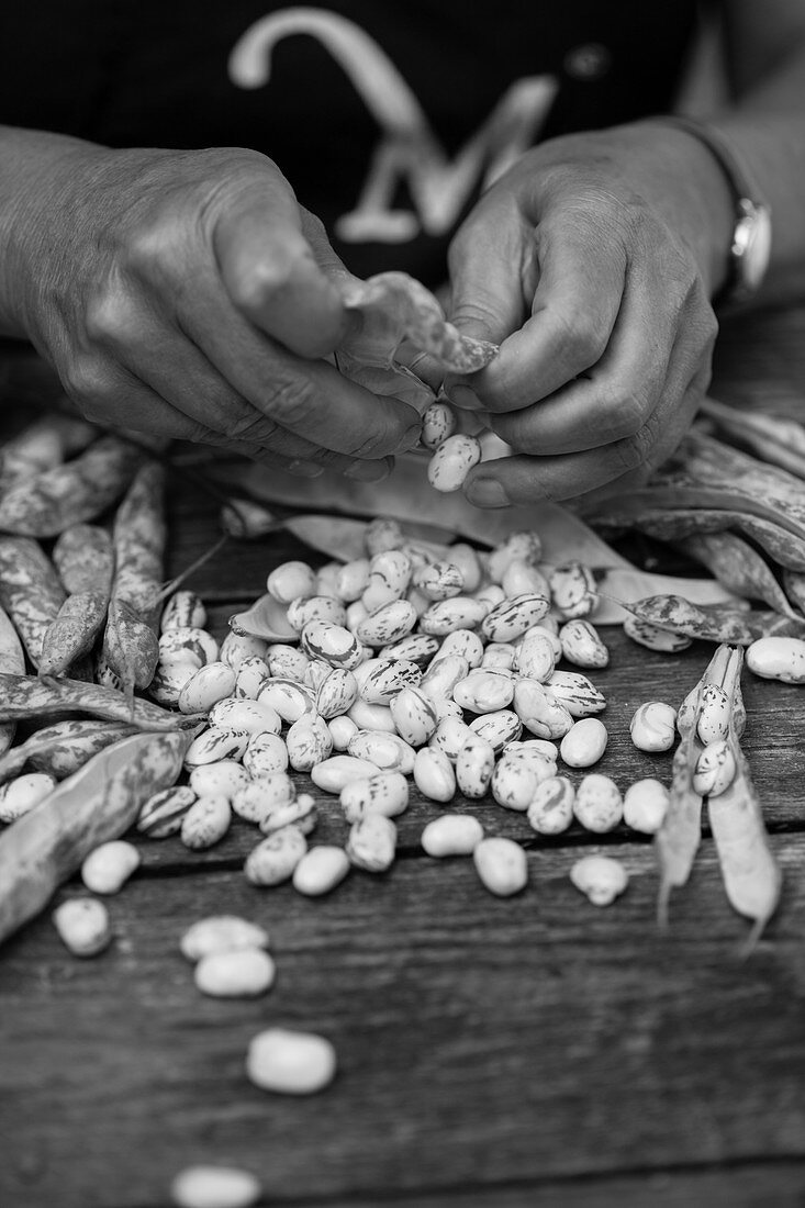 Shelling borlotti beans