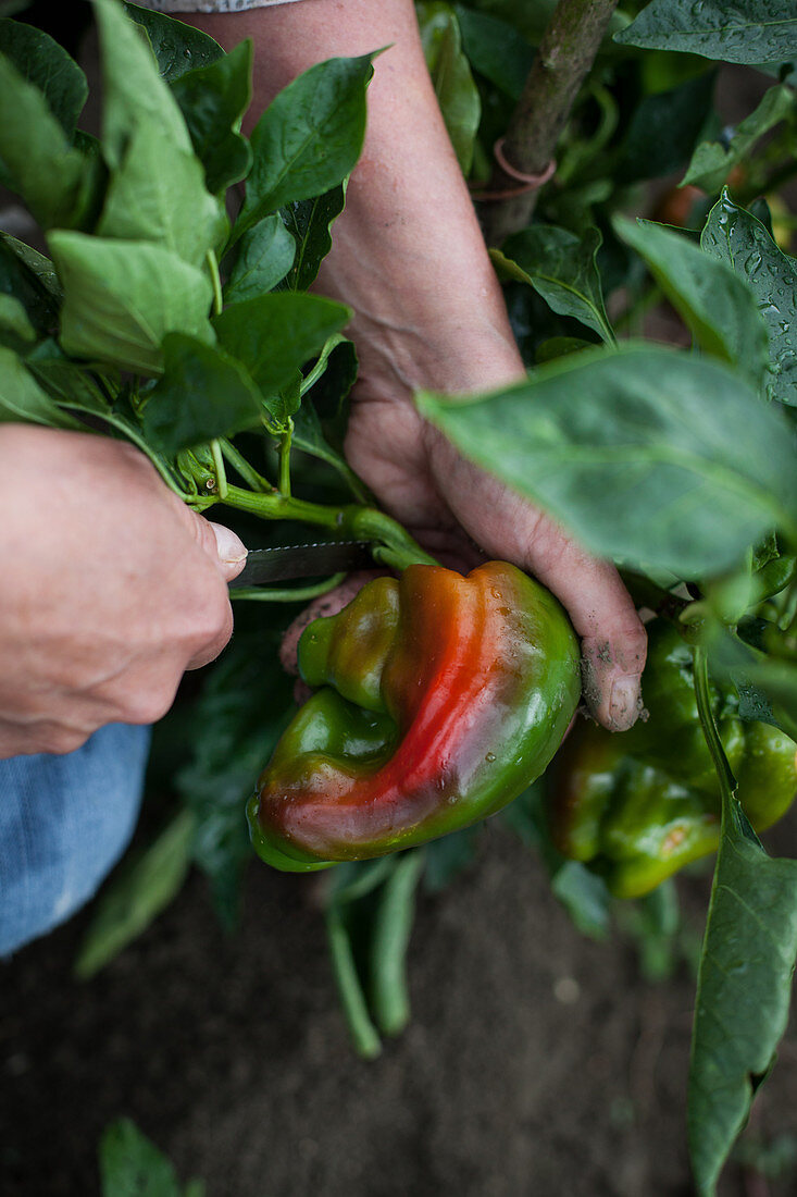 Harvesting peppers