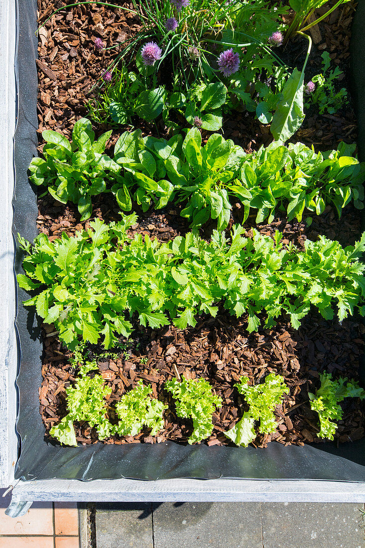 Salad in a raised bed (top view)