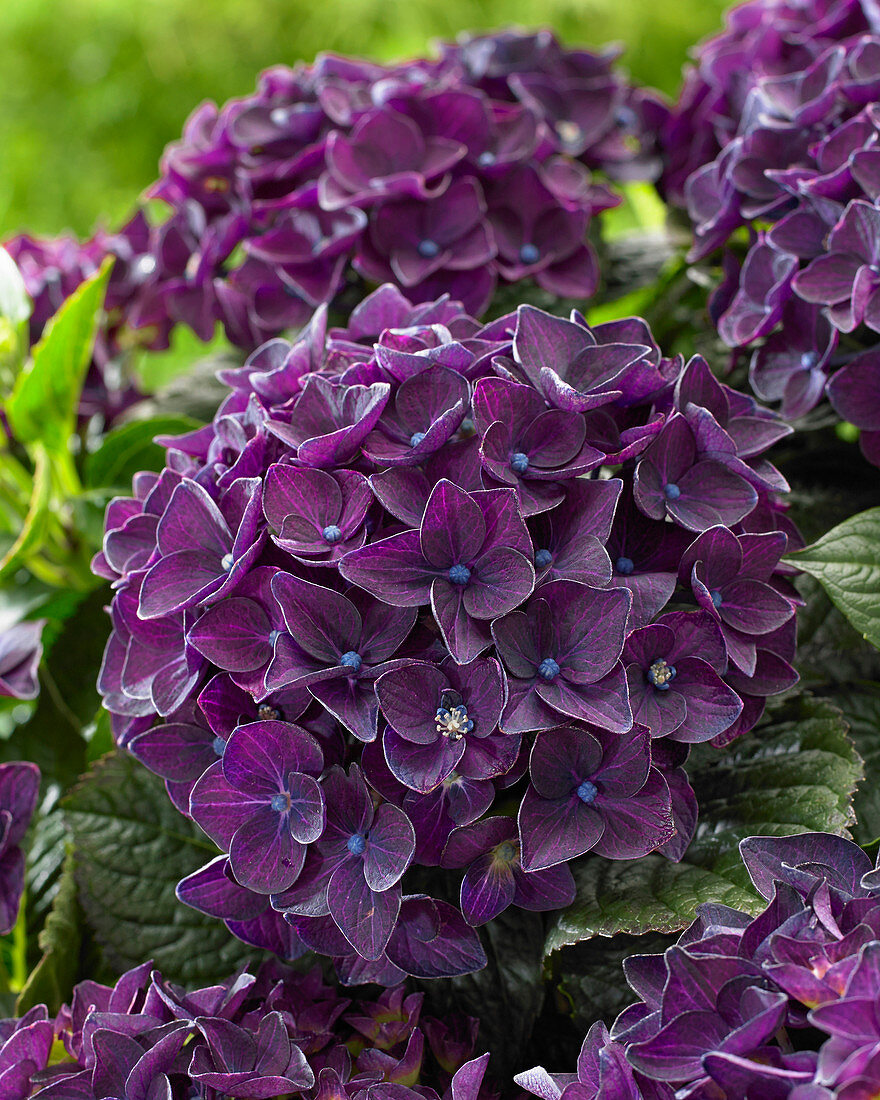 Hydrangea macrophylla 'Deep Purple Dance' ®