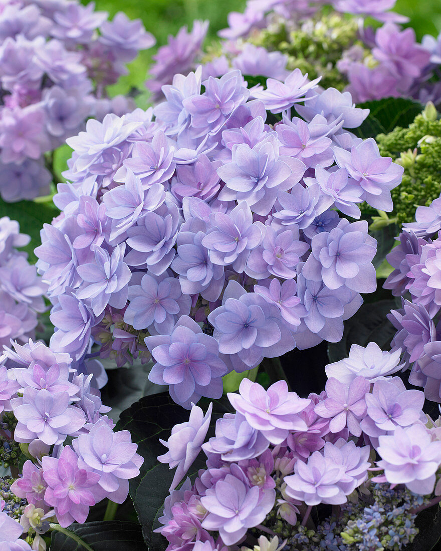 Hydrangea macrophylla 'Romance Blue'