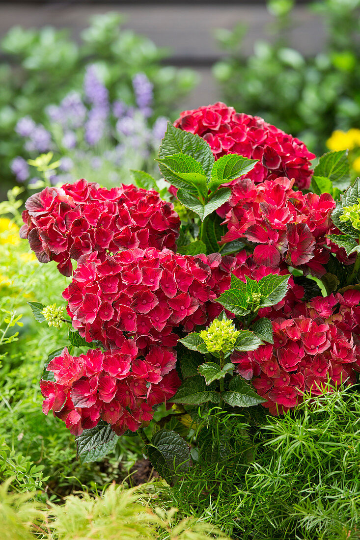 Hydrangea macrophylla red