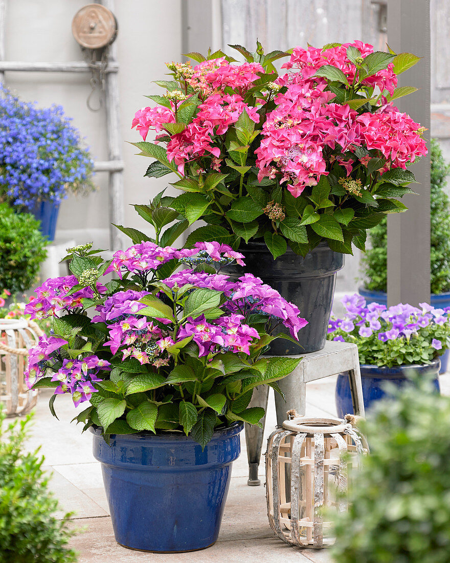 Hydrangea macrophylla Shining Angel® blue and pink