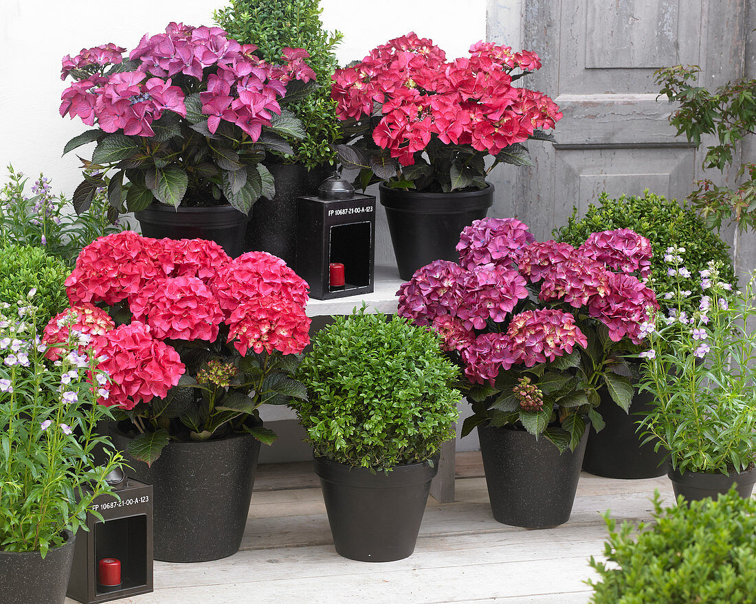 Hydrangea macrophylla Black Diamonds ® mixed