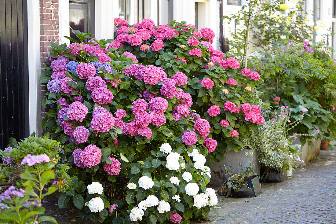 Hydrangea macrophylla