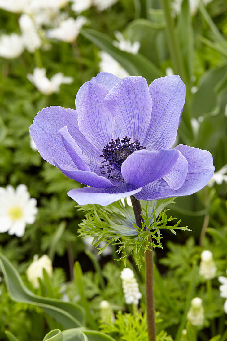 Blaue Blüte von Kronen-Anemone