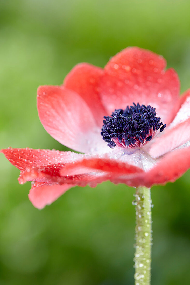 Anemone coronaria De Caen