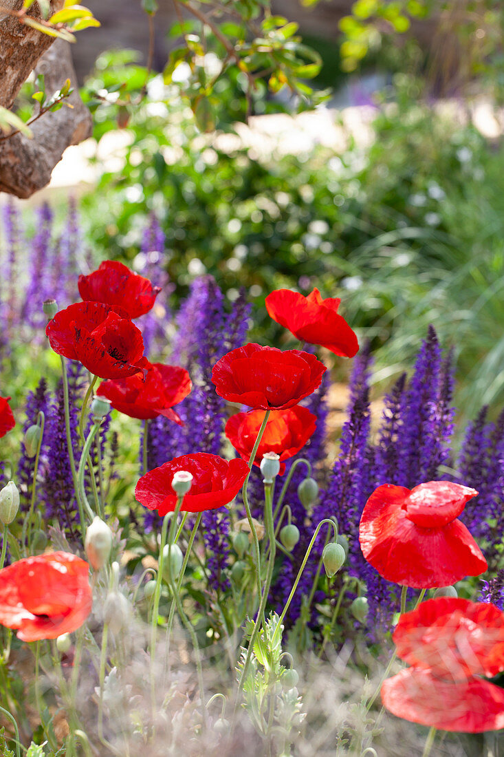 Papaver glaucum