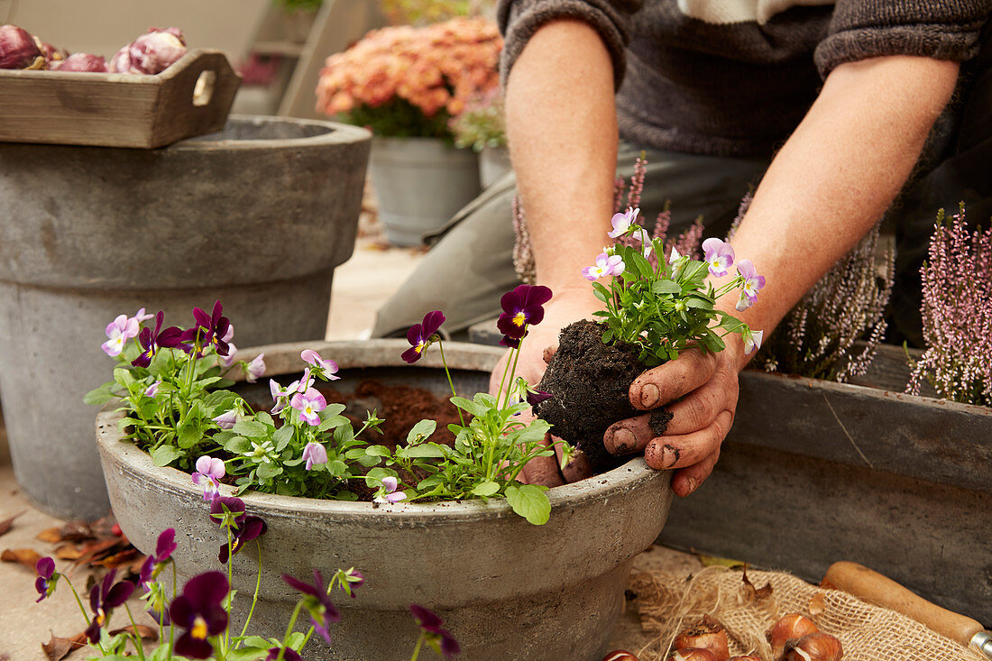 Planting pansies