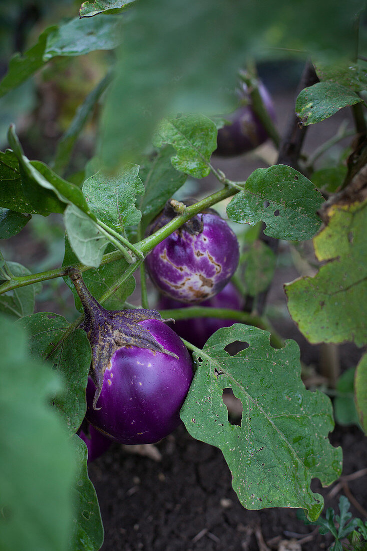 Aubergines in a field