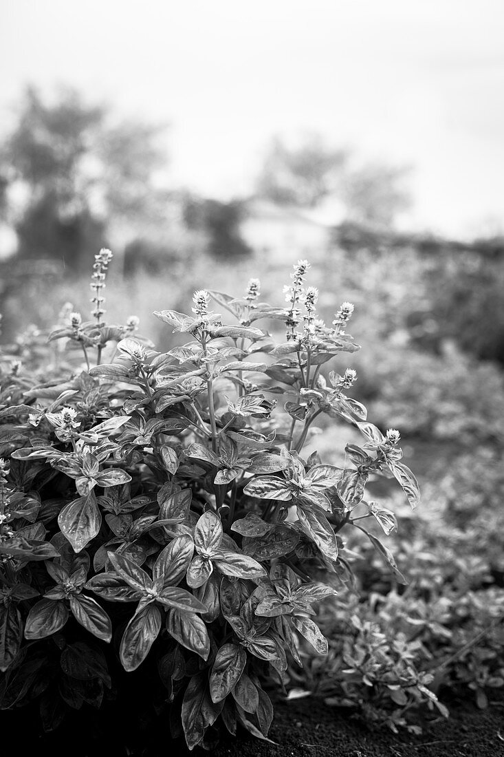 A field of basil