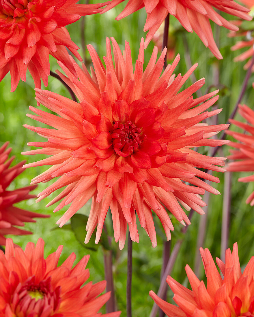 Dahlia Rockliffe Billy