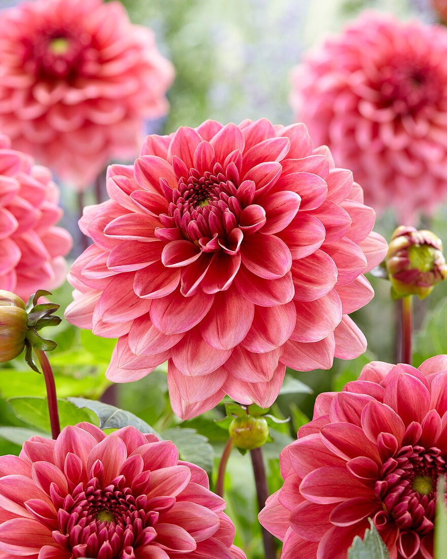 Dahlia Salmon Runner