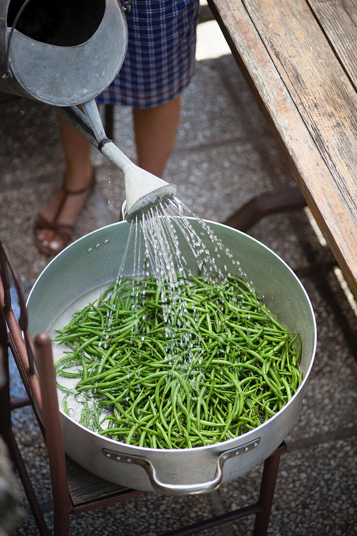 Green beans in a pot being watered with a watering can