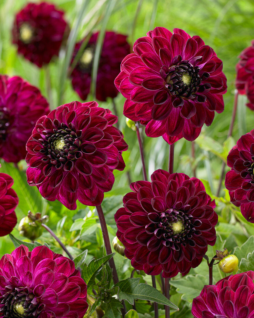 Dahlia 'Buran'