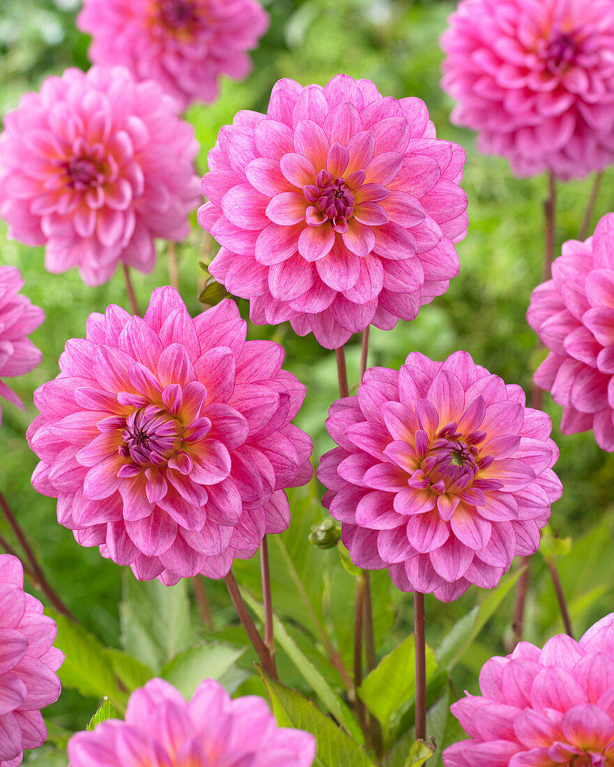 Dahlia Dutch Silence