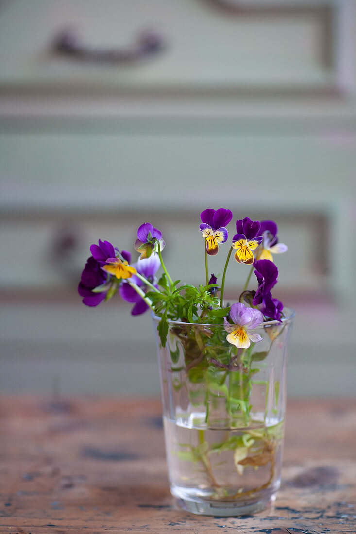 Viola in glass of water