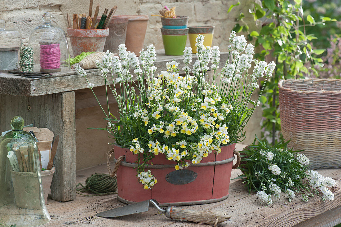 planter with white lavender and Nemesia Fairy Kisses 'Citrine'