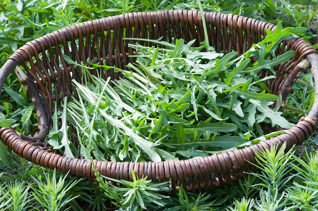 Freshly picked arugula in a basket