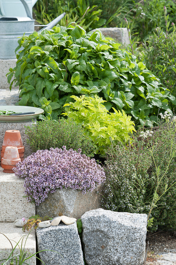 Herb bed with thyme, lemon balm, mountain savory and feverfew 'Aureum'