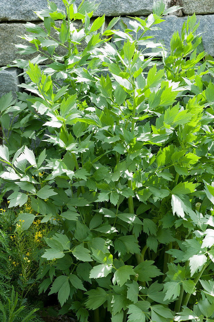Lovage, maggot herb in the herb bed