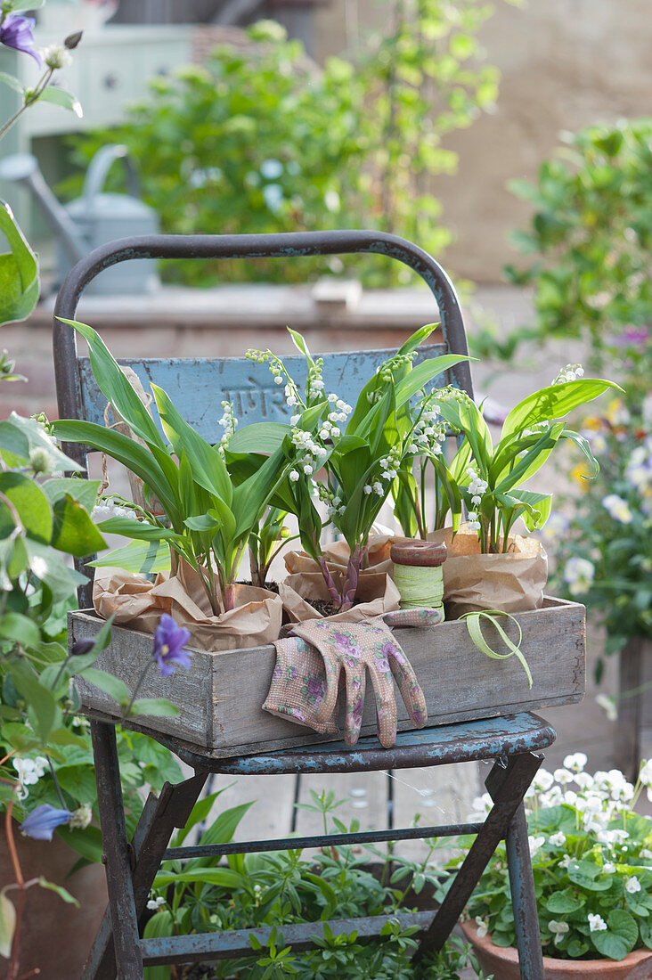 Box of lilies of the valley in pots on a chair