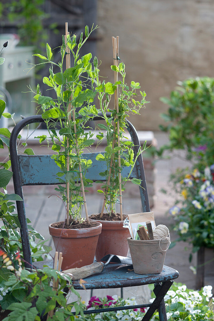 Sweet peas - young plants in clay pots