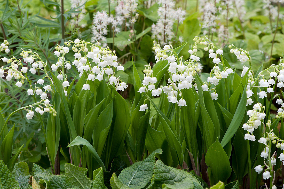 Blooming lily of the valley in the garden
