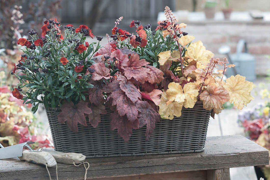 Basket box with the wallflower 'Winter Passion' and purple bells