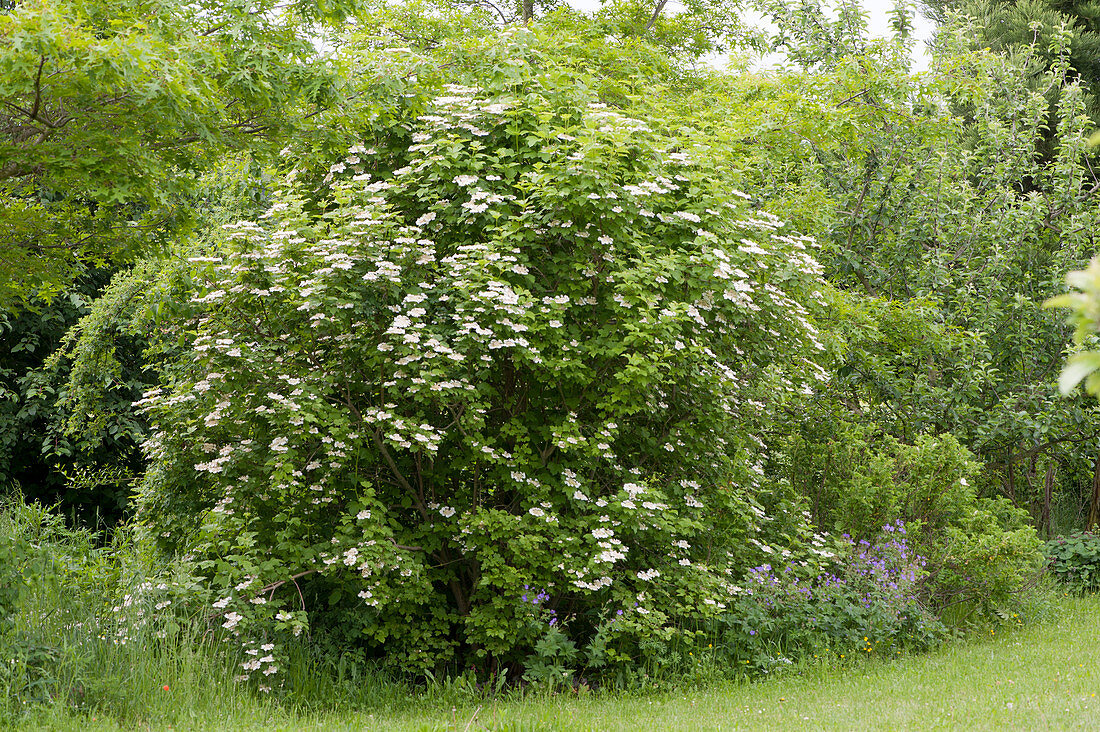 Japanischer Schneeball 'Summer Snowflake'