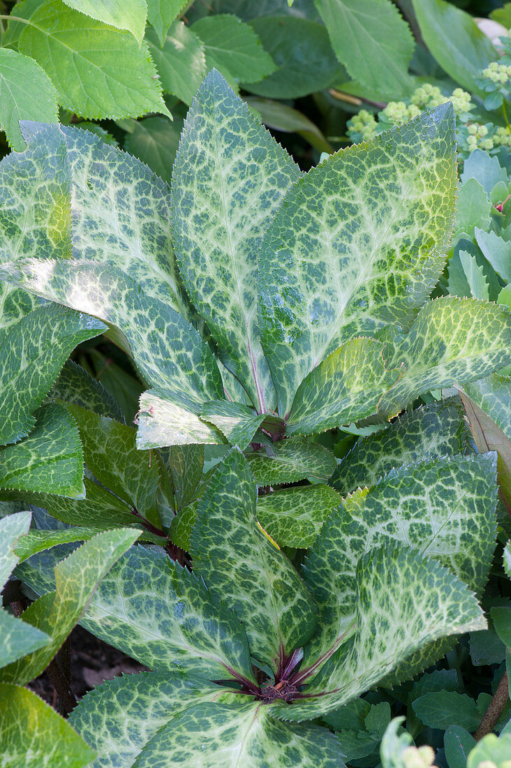 Hellebore 'Winter Moonbeam' decorative leaves