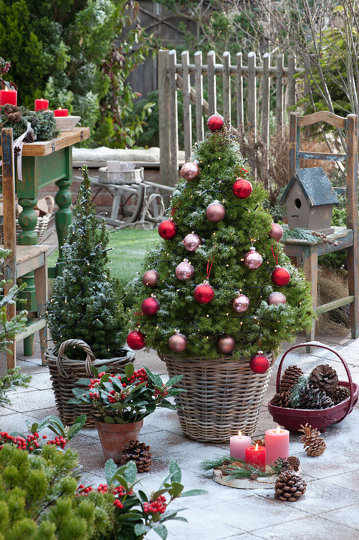 Sugar loaf spruce as Christmas tree decorated with baubles and fairy lights