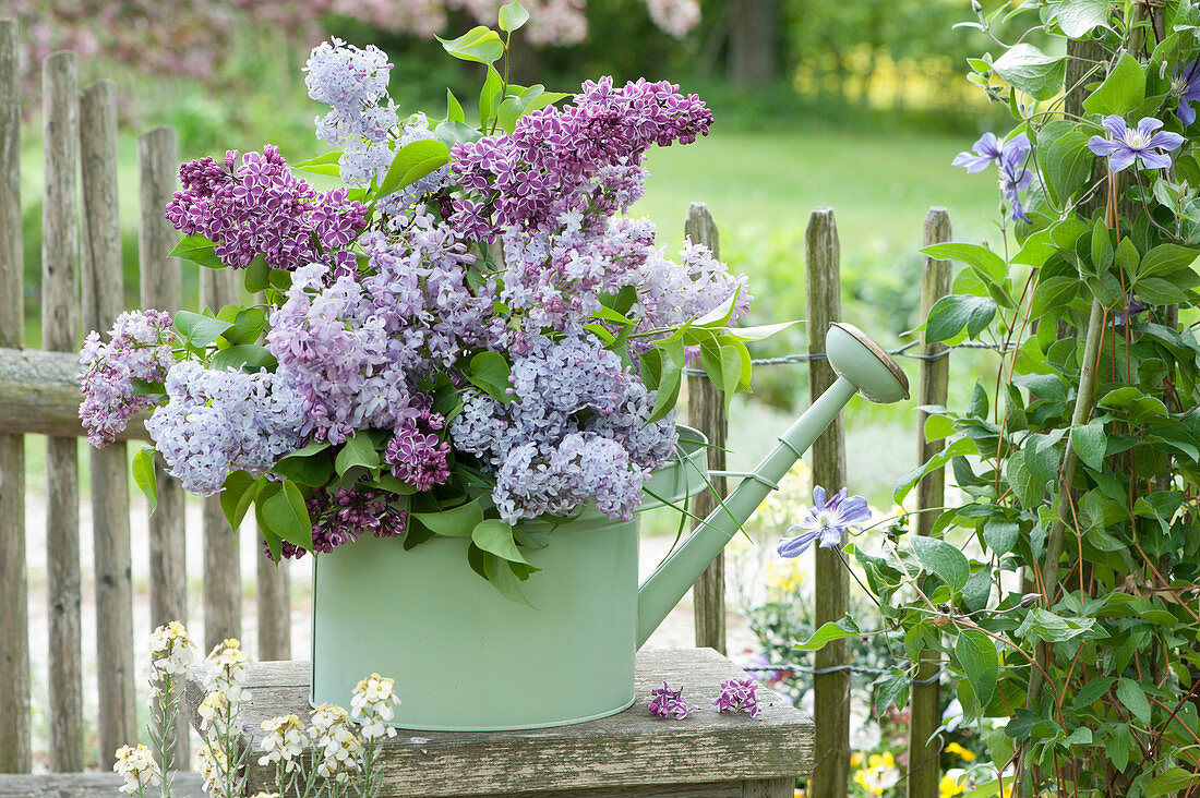 Gießkanne mit Fliederstrauß am Gartenzaun