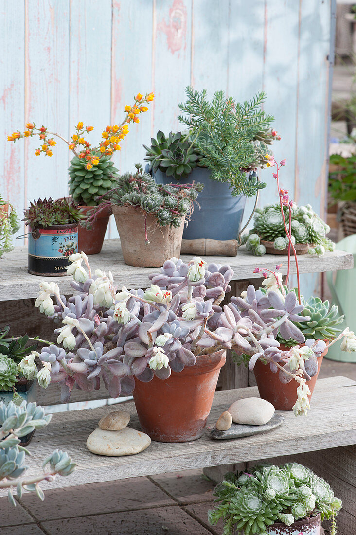 Moonstone and echeveria with blossoms, houseleek, and prickly heath on flower stairs