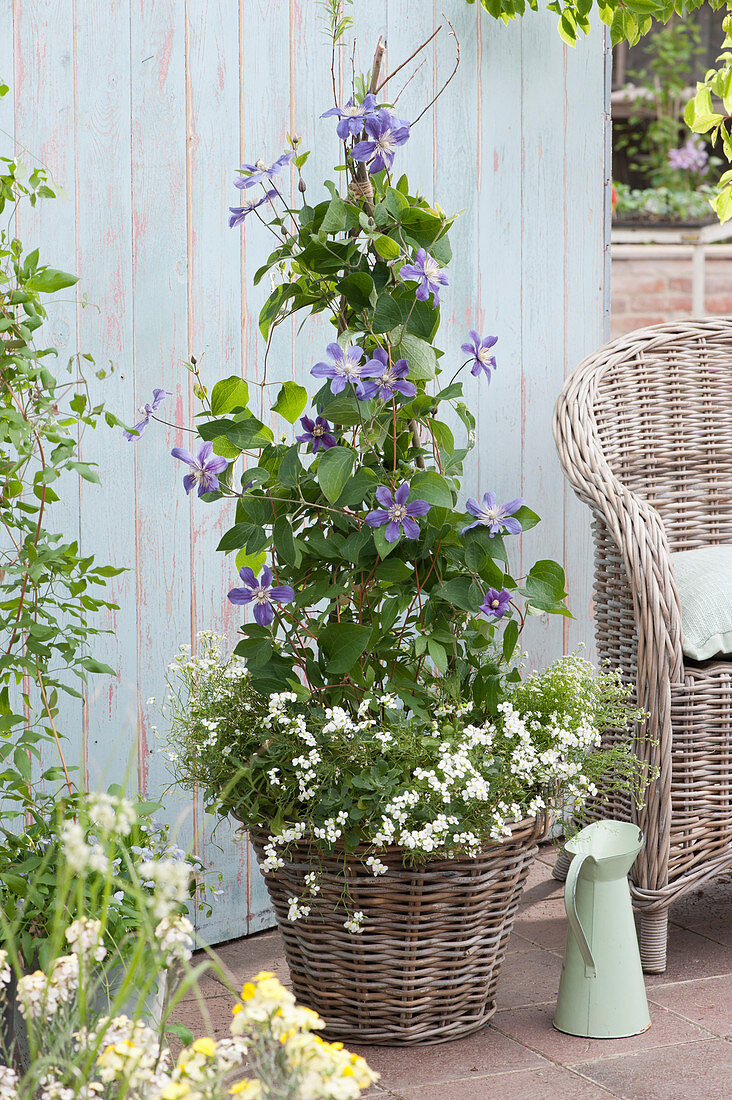 Clematis 'Arabella' with rockcress in a basket