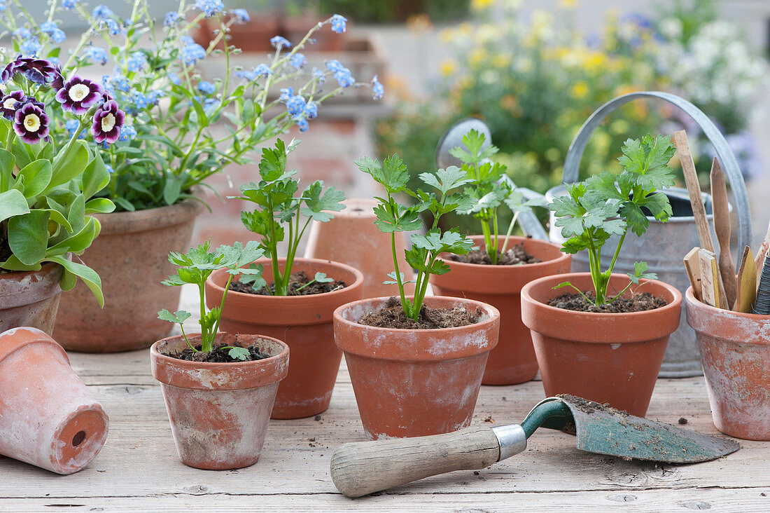 Celery - young plants in clay pots