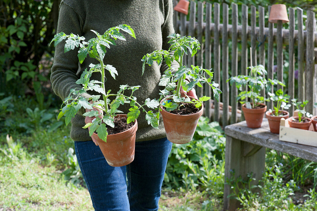 Woman puts tomato plants in clay pots