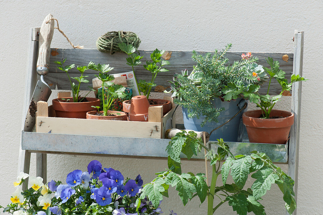 Schrägregal mit Sellerie Jungpflanzen, Tomatenpflanze, Hornveilchen und Tripmadam