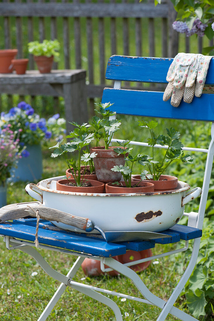 Bowl with celery seedlings on a chair in a garden