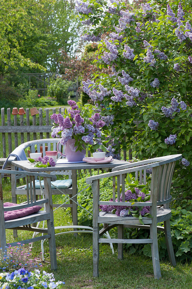 Gedeckter Tisch mit Fliederstrauß am blühenden Flieder im Garten