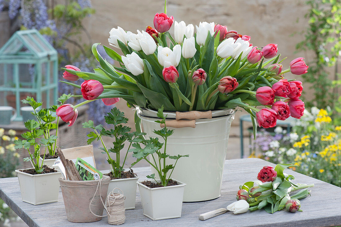 Bouquet of red and white tulips, pots with young plants of celery