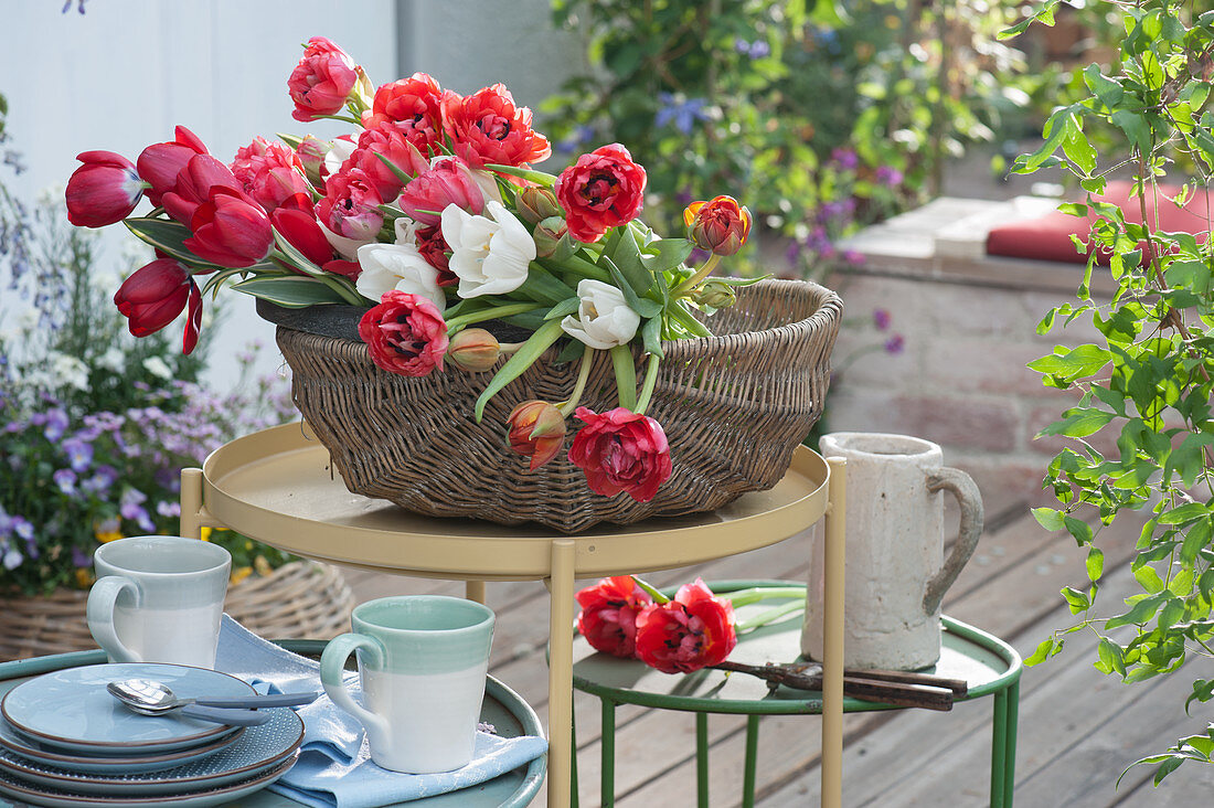 Basket with freshly cut tulips