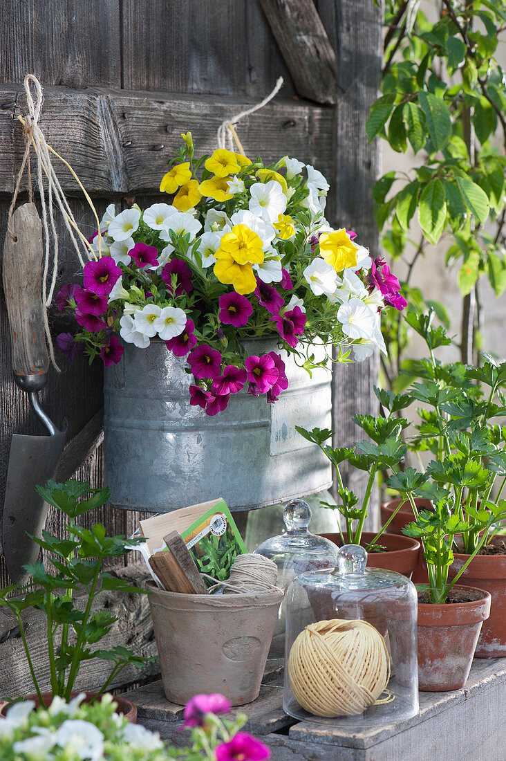 Zinc planter with 'Magenta', 'Golden Yellow', and 'White' petunias, and celery seedlings in clay pots