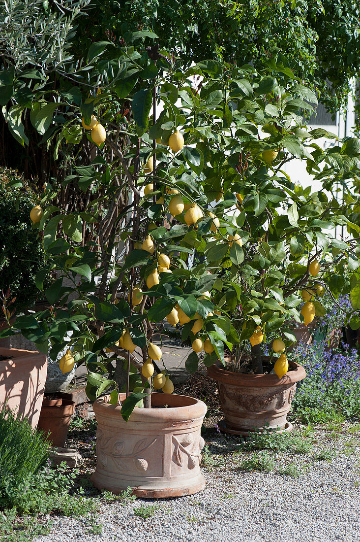 Lemon trees in terracotta pots on a gravel terrace