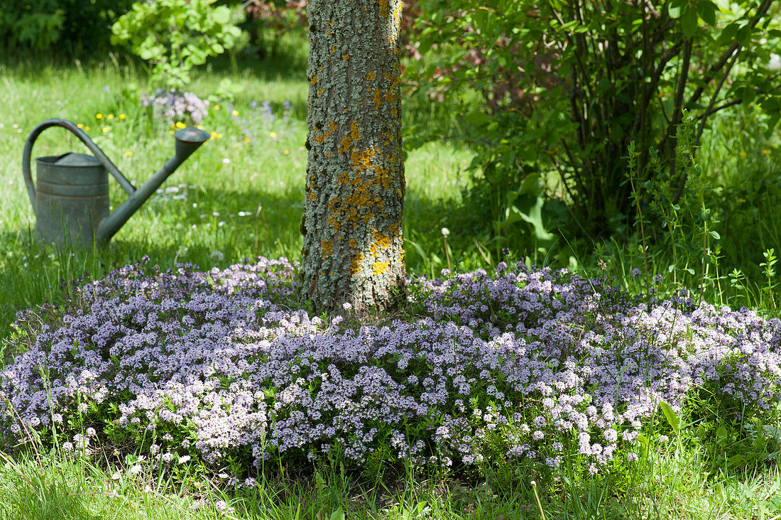 Blossoming cascade thyme covers the tree slice