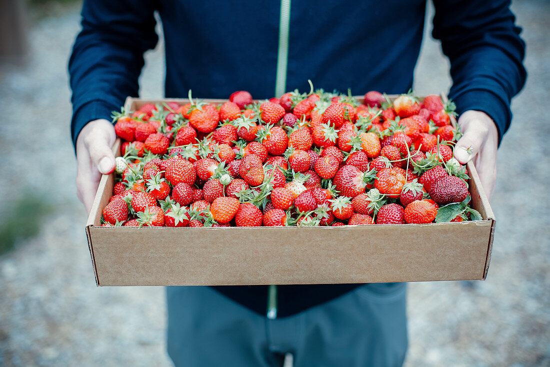 Person hält Karton mit frisch geernteten Erdbeeren